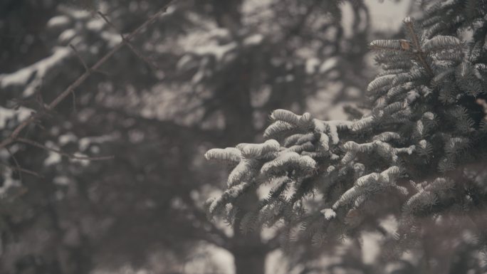 冬季松树上的积雪