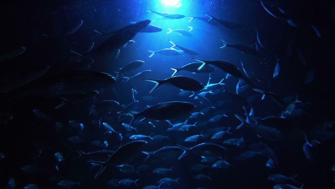 鱼群海底游动蓝色背景