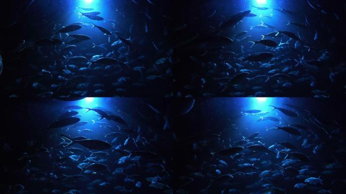 鱼群海底游动蓝色背景