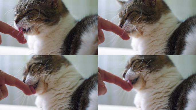 猫以180帧的慢动作舔手