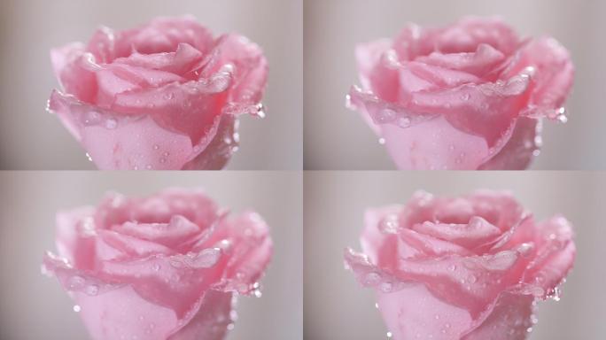 花瓣沾满水滴的粉色玫瑰旋转镜头