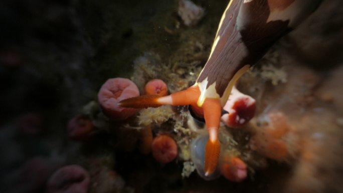 多彩裸鳃动物在海底移动