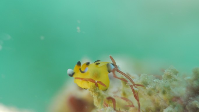 科莫多珊瑚礁海底多彩的裸鳃亚目动物