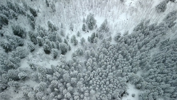 冰雪覆盖的树木清新的冰雪冬季景观