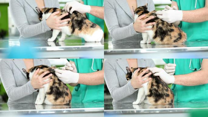 兽医为小猫疫苗注射