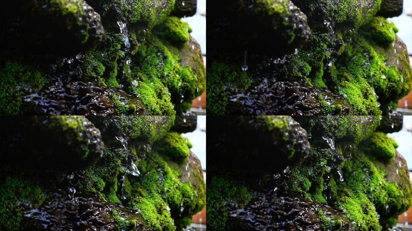 覆盖着绿色苔藓的岩石上的滴水
