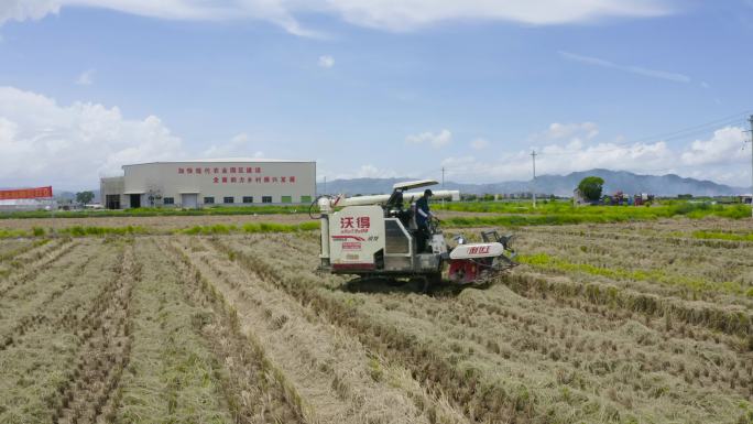 乡村振兴现代农业收割机丰收季水稻培育