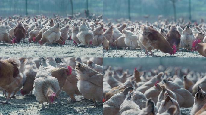 鸡养殖基地138