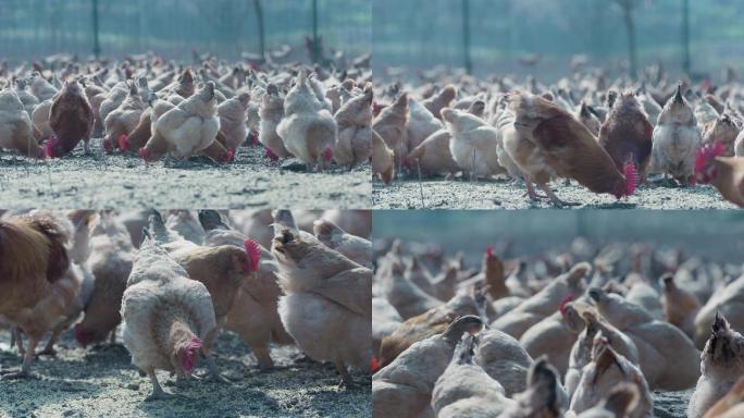鸡养殖基地138