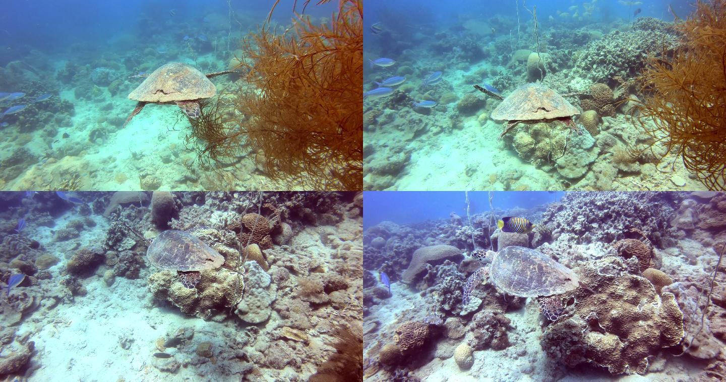 一只海龟在五颜六色的珊瑚中游泳。