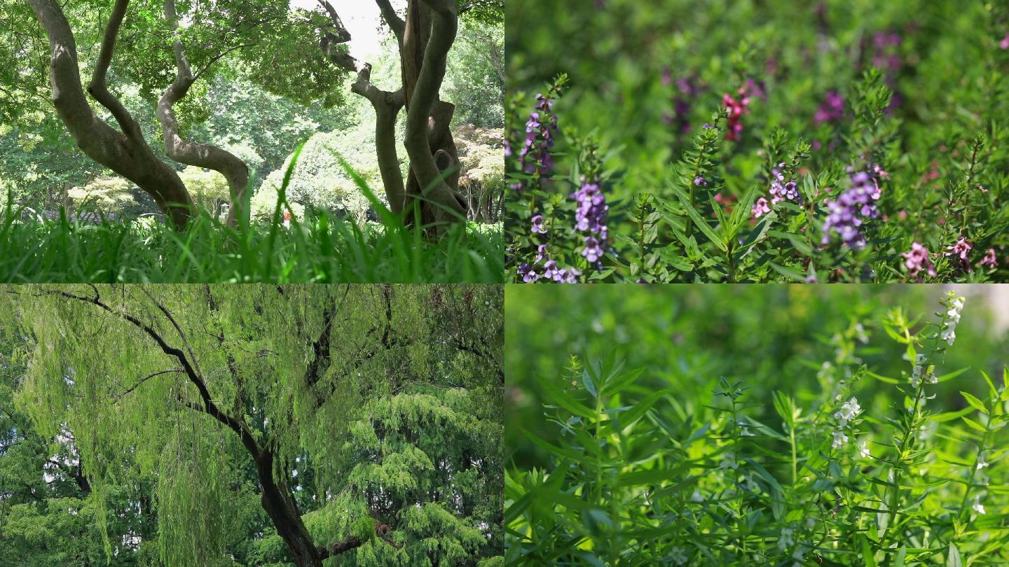 唯美清新树林植物自然公园花草