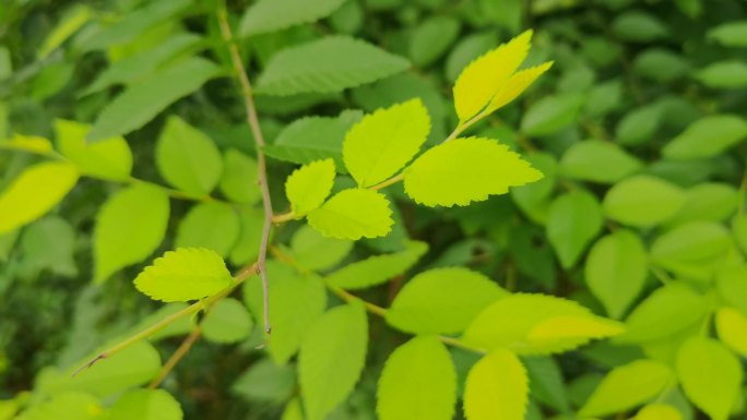 夏日街角公园嫩嫩的榆树叶