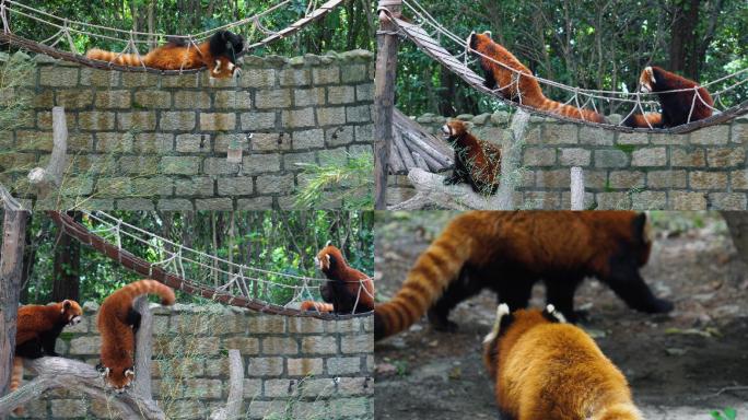 野生动物园 小熊猫