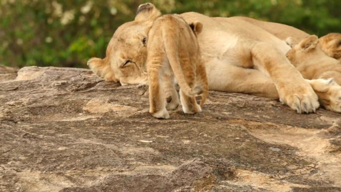 母狮在哺育幼崽
