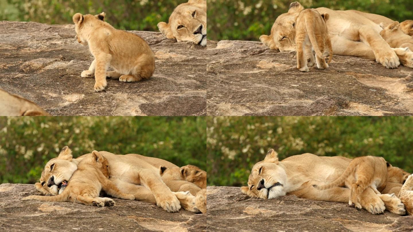 母狮在哺育幼崽