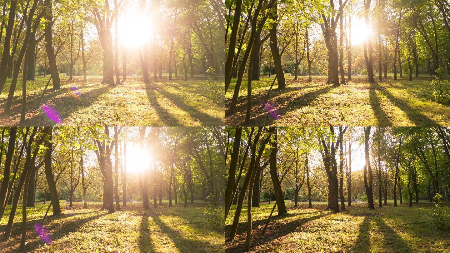 秋天森林公园夕阳逆光延时