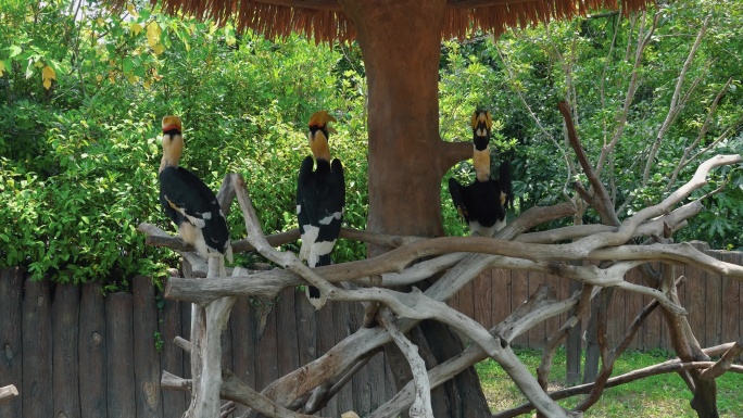 野生动物园 双角犀鸟
