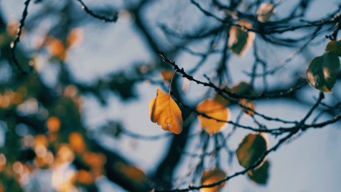 树上的秋叶唯美意境文艺树叶电影镜头