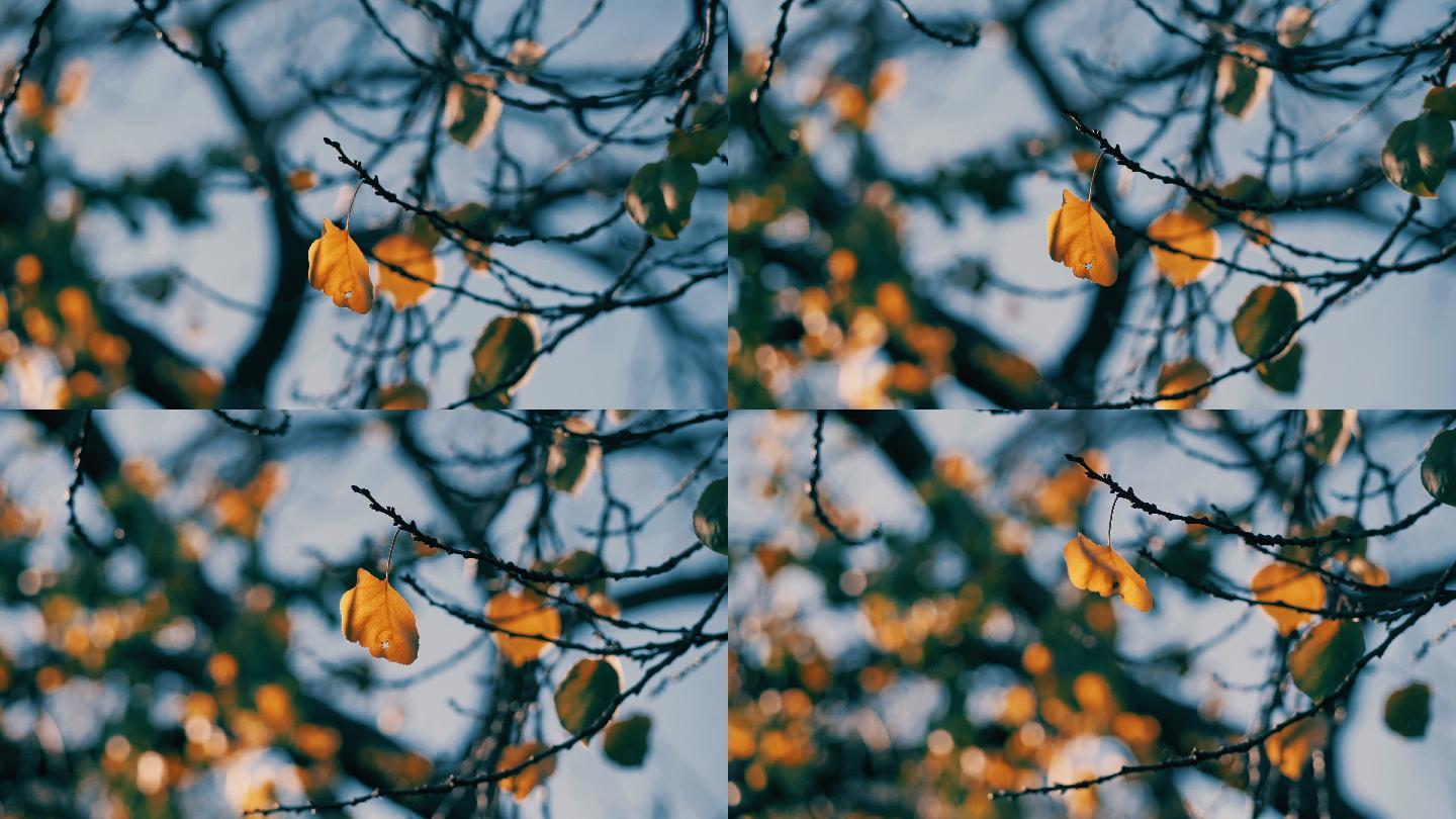 树上的秋叶唯美意境文艺树叶电影镜头