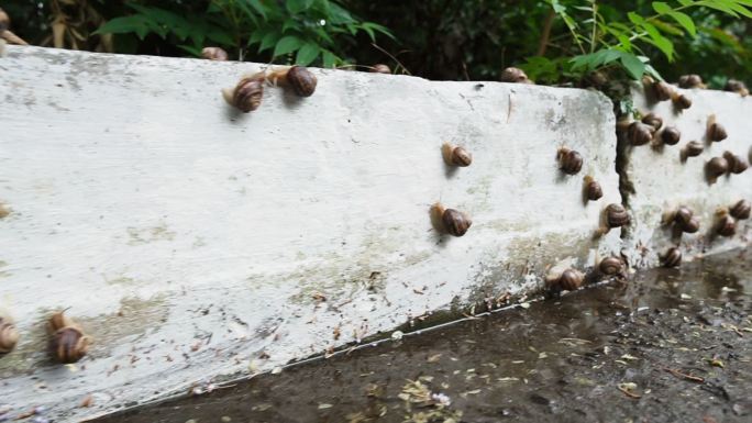 雨后在路边爬行的蜗牛，动作缓慢。