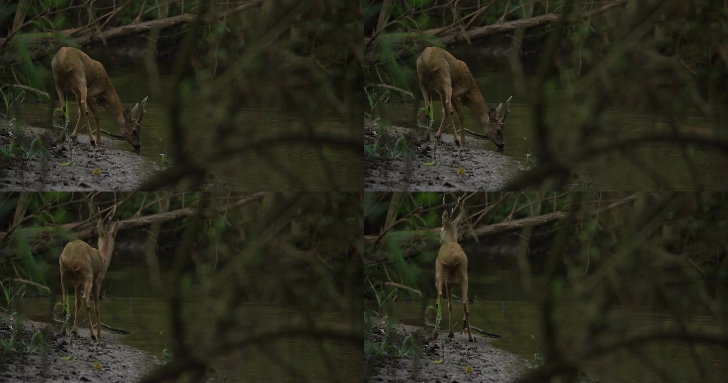 小鹿在河边喝水
