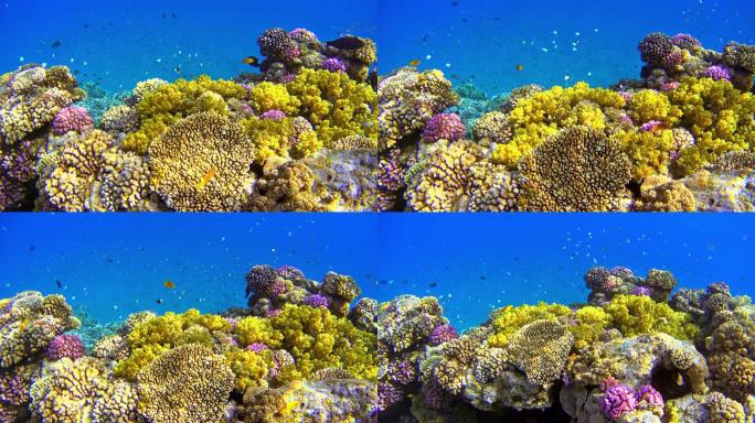 红海珊瑚礁上有许多五颜六色的鱼