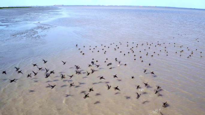湿地 滩涂 野鸭子 候鸟 长江 生态