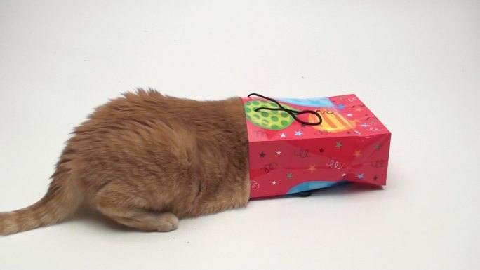 猫看生日礼物袋-高清