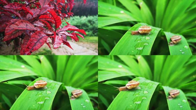 雨后蜗牛