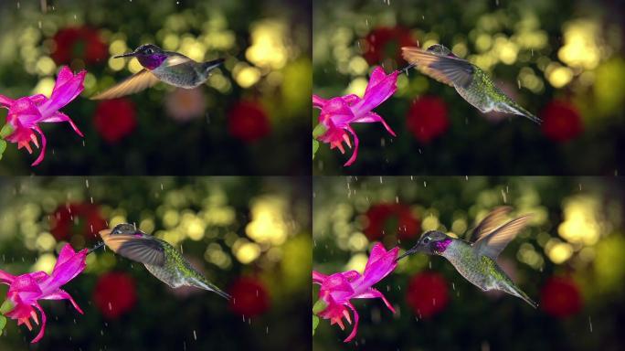 蜂鸟在雨天授粉粉色花朵