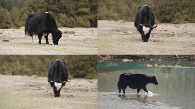 一头西藏牦牛