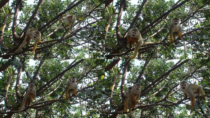 猴子在树上跳
