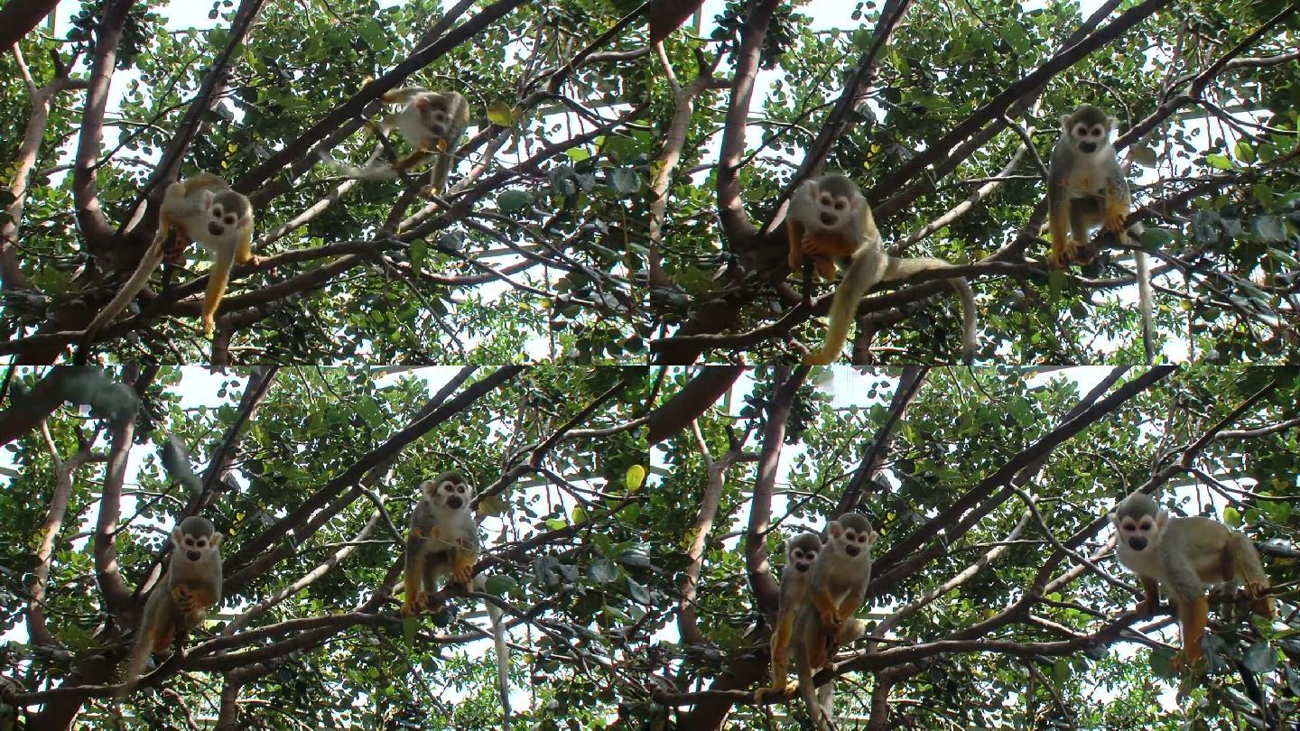 猴子在树上跳