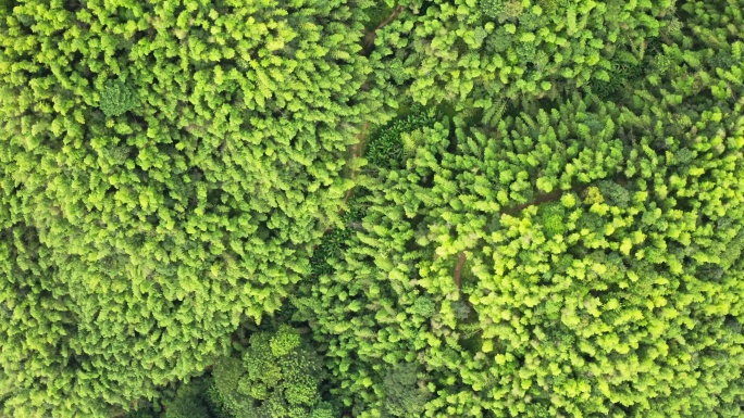 山林 绿色 竹林 竹海 环保 树林航拍