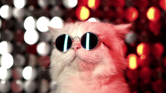 迪斯科舞厅霓虹灯背景上戴着墨镜的猫的肖像