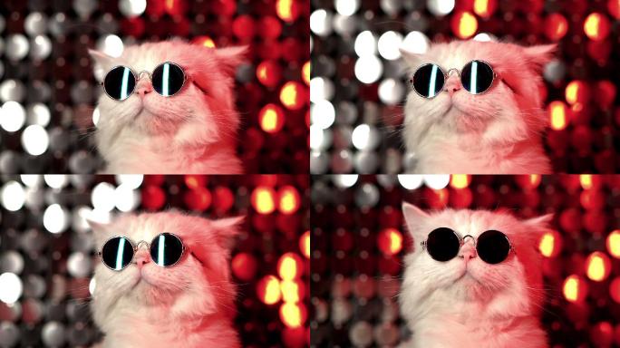 迪斯科舞厅霓虹灯背景上戴着墨镜的猫的肖像