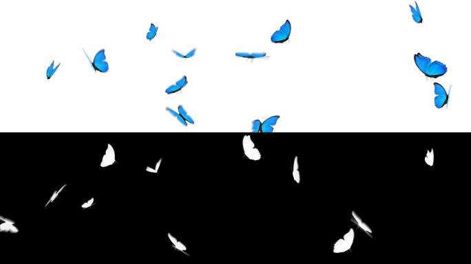 一小群蓝蝴蝶在屏幕飞舞