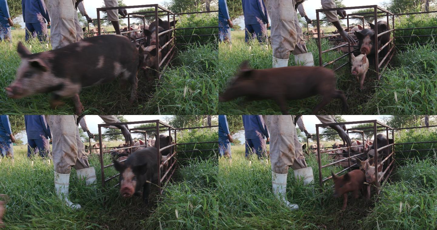 放养猪场工人数猪的特写镜头