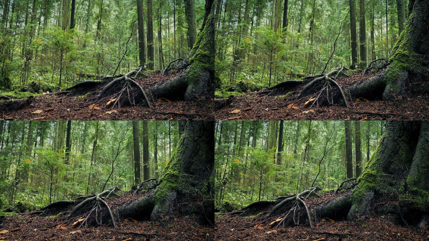 森林中的大树根