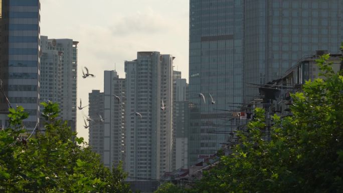 城市信鸽