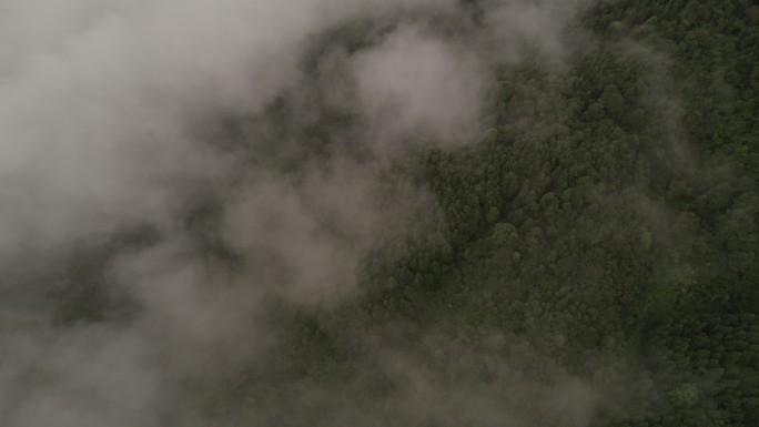 云雾之下的森林