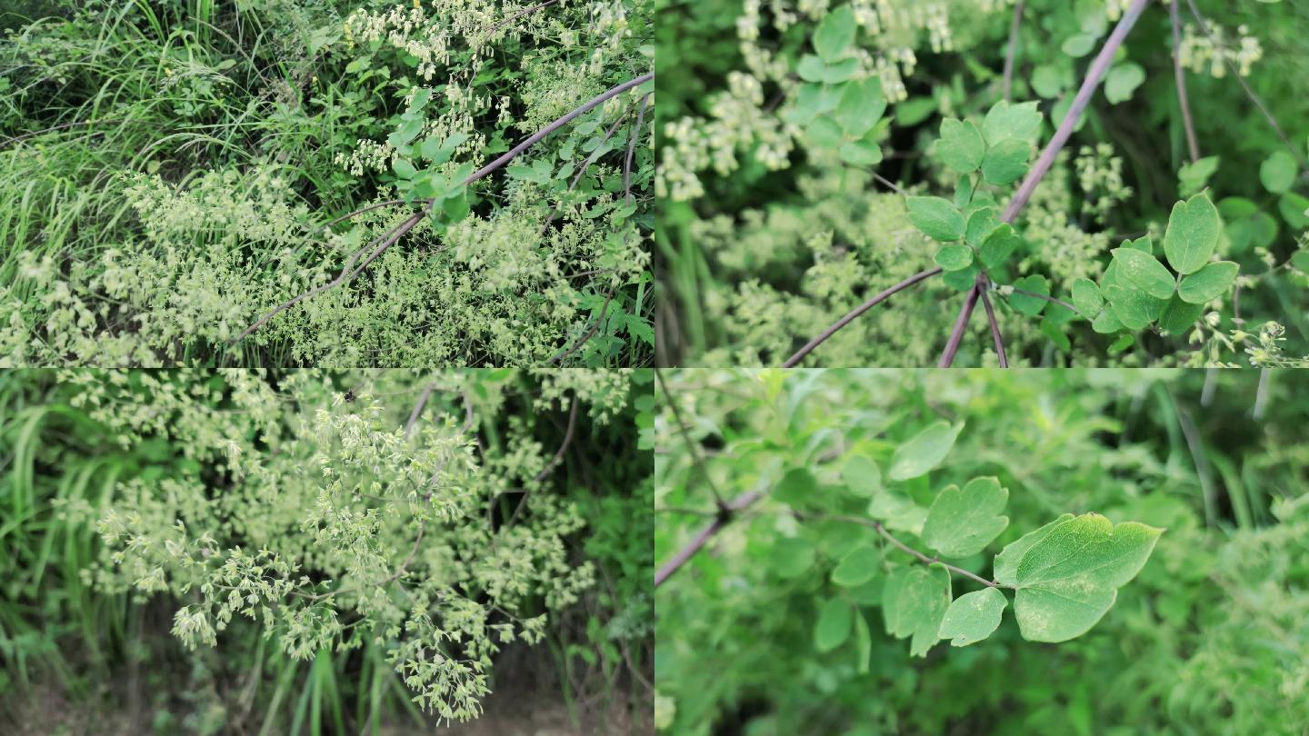 展枝唐松草 植物 毛莨科 植物 中草药