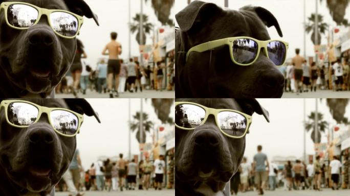 威尼斯海滩戴墨镜的狗狗