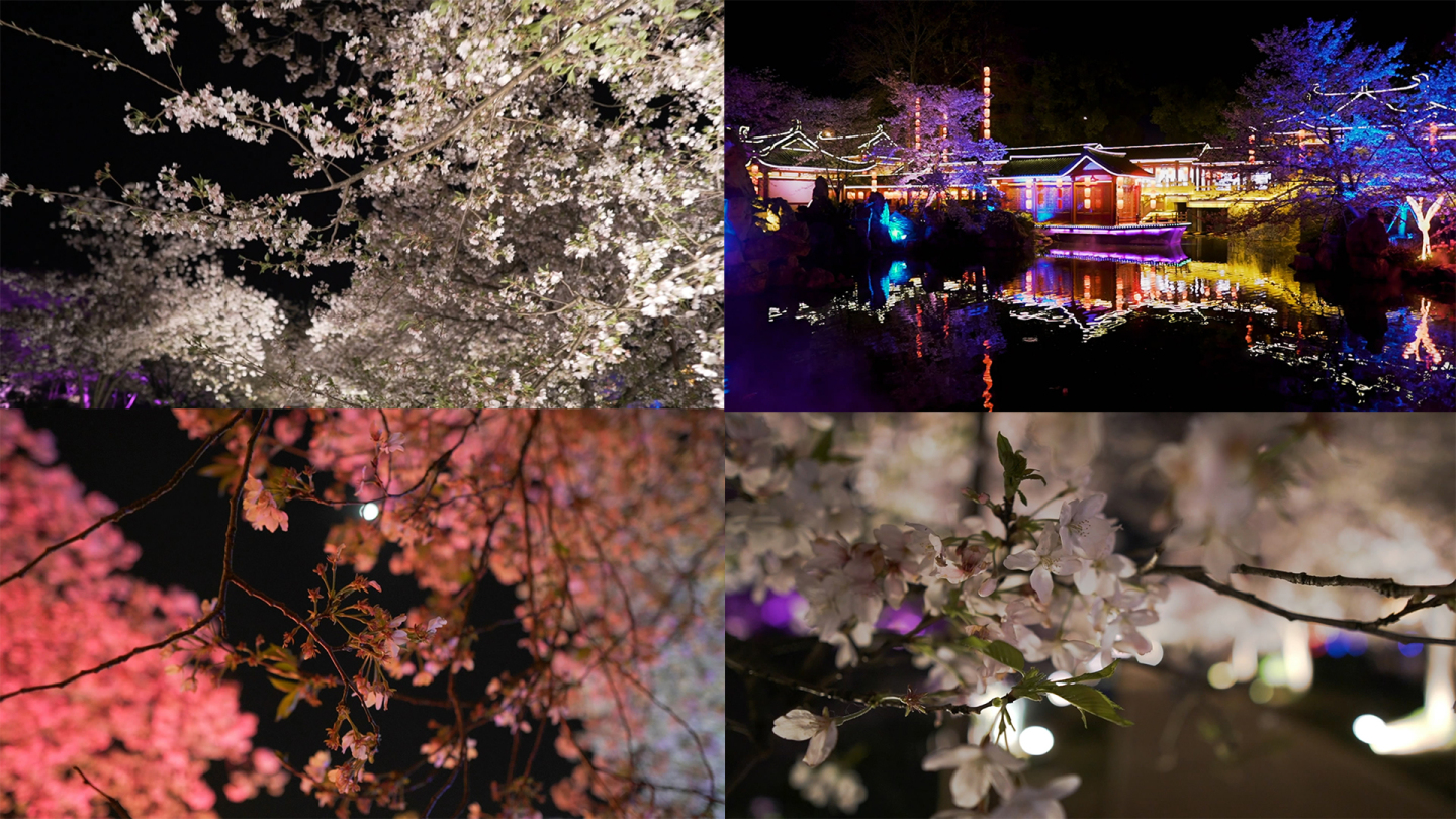 【20元】武汉东湖樱花园夜拍20组空镜