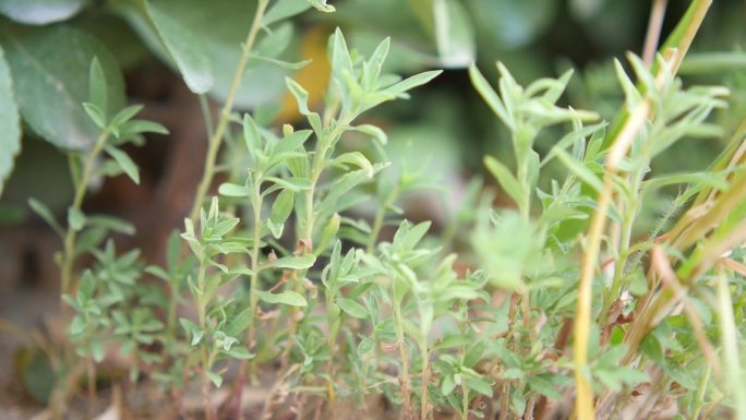 夏日街边绿色植物炎炎夏日街边小草