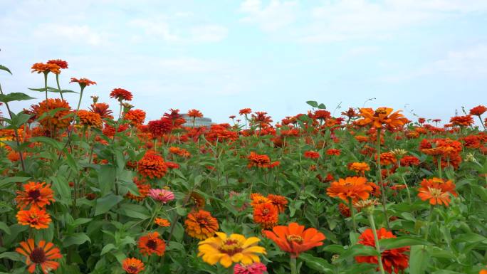 菊花、夏天、小花、蓝天下