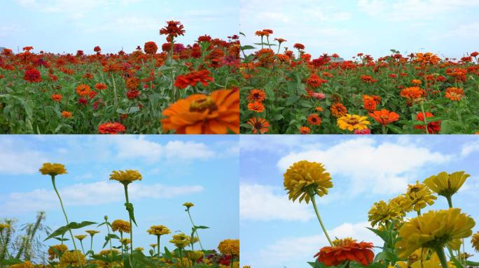 菊花、夏天、小花、蓝天下