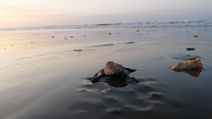 小海龟在日出时穿越海滩