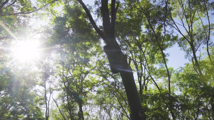 4K-森林阳光穿透树叶鸟叫