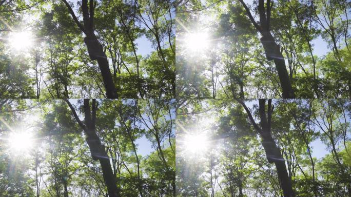 4K-森林阳光穿透树叶鸟叫
